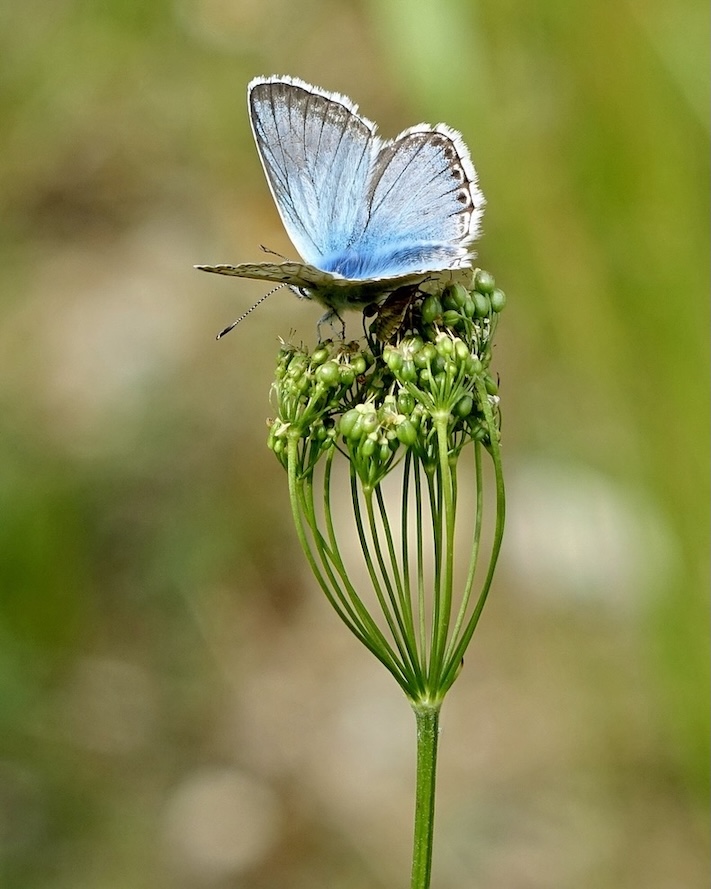 chalk-hill blue